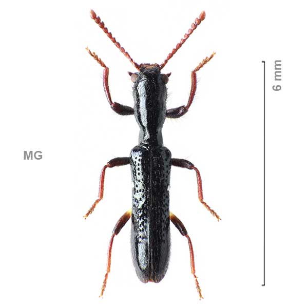 Tillinae-g12-sp-Madagascar1