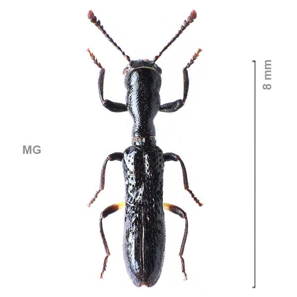 Tillinae-g12-sp-Madagascar3