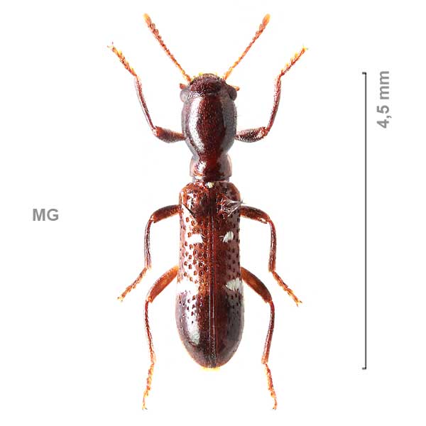 Tillinae-g13-sg2-sp-Madagascar1