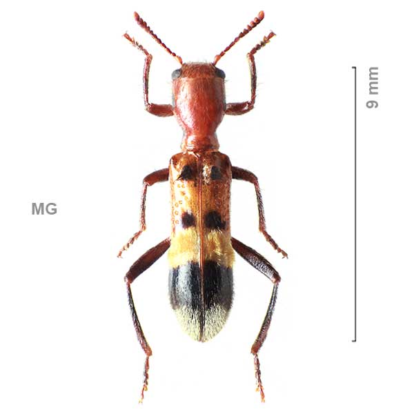 Tillinae-g14-sg2-sp-Madagascar1