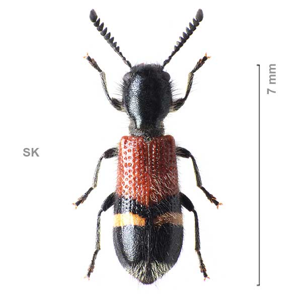 Tilloidea unifasciata