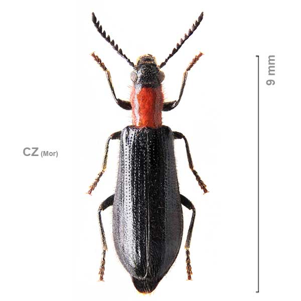 Tillus elongatus