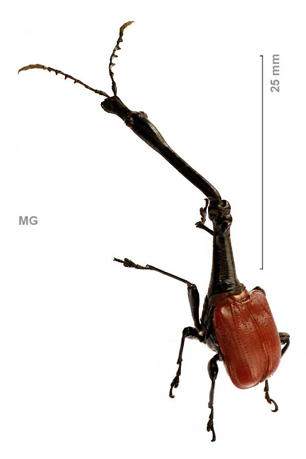 Trachelophorus giraffa