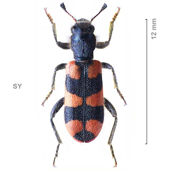 Trichodes affinis
