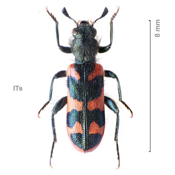 Trichodes alvearius