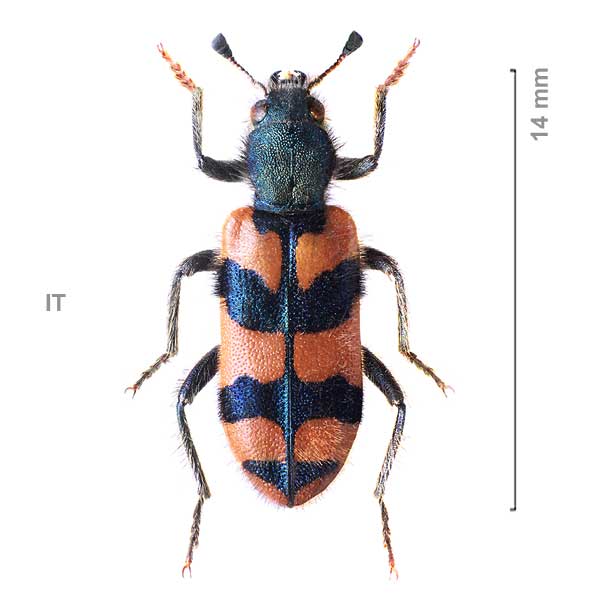 Trichodes alvearius