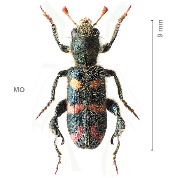 Trichodes ammios