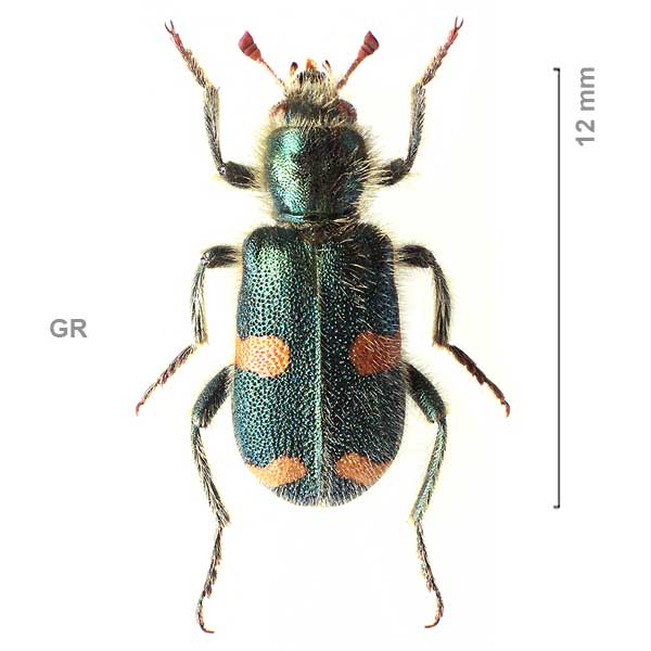 Trichodes atticus