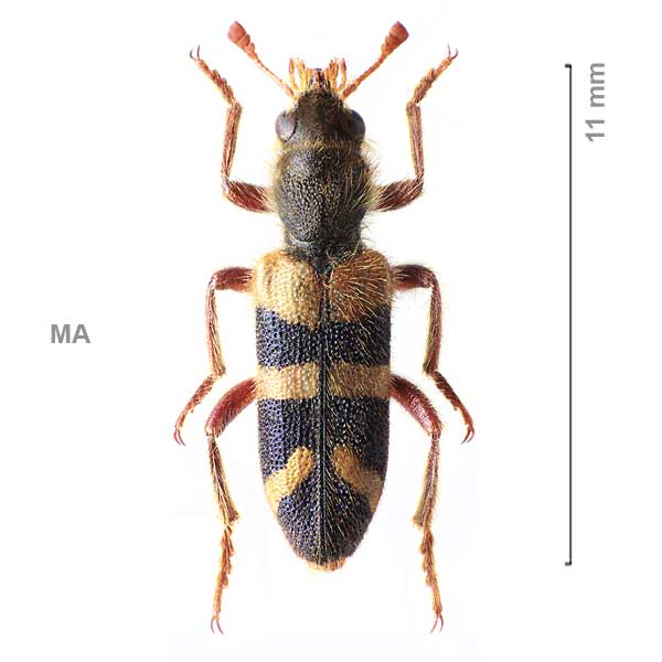 Trichodes audouini-dubreuili