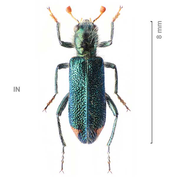 Trichodes axillaris