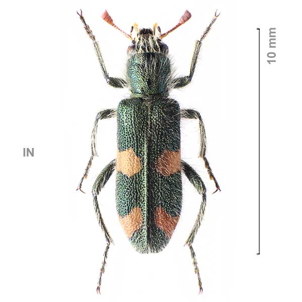 Trichodes frater