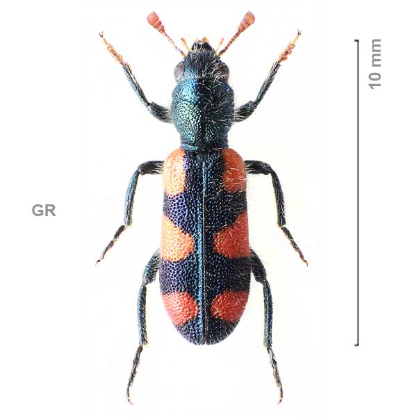 Trichodes graecus