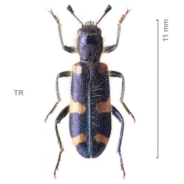 Trichodes holtzi