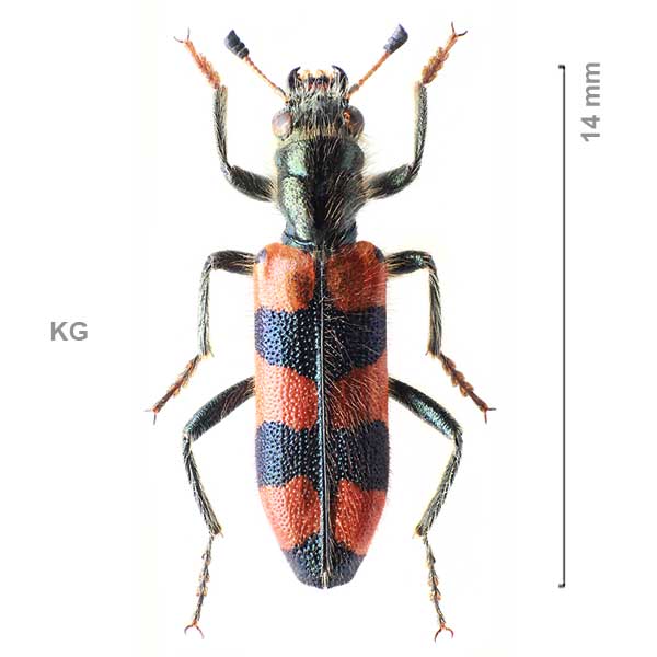 Trichodes kirghizicus