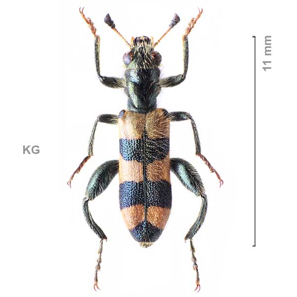 Trichodes kirghizicus