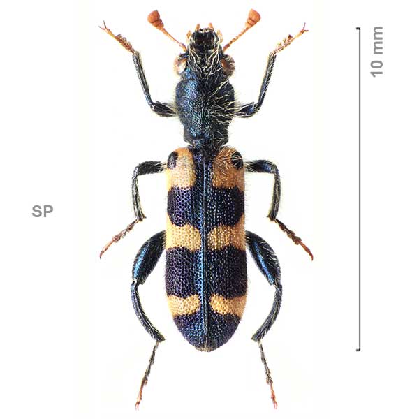Trichodes leucopsideus