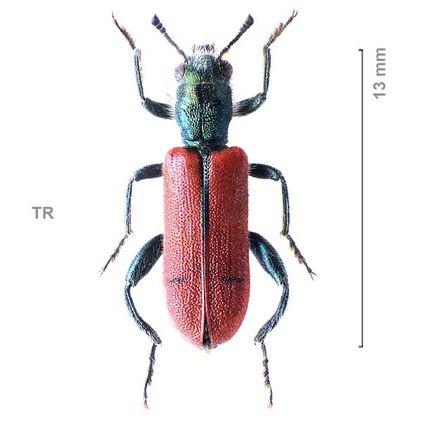 Trichodes oberthueri