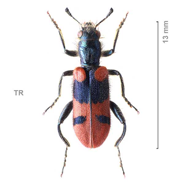 Trichodes oberthueri