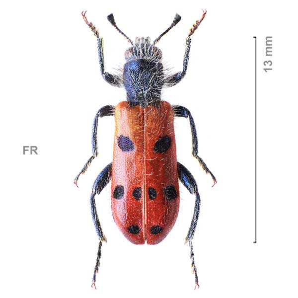 Trichodes octopunctatus