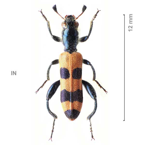 Trichodes olivieri