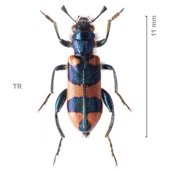 Trichodes pulcherrimus