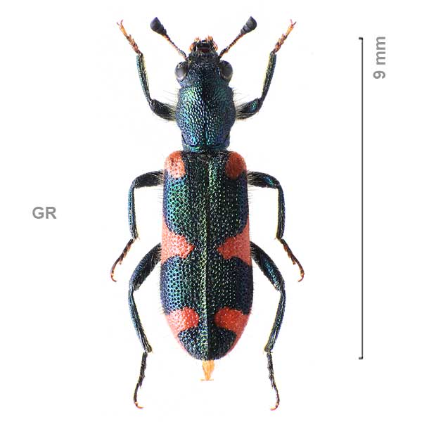 Trichodes punctatus