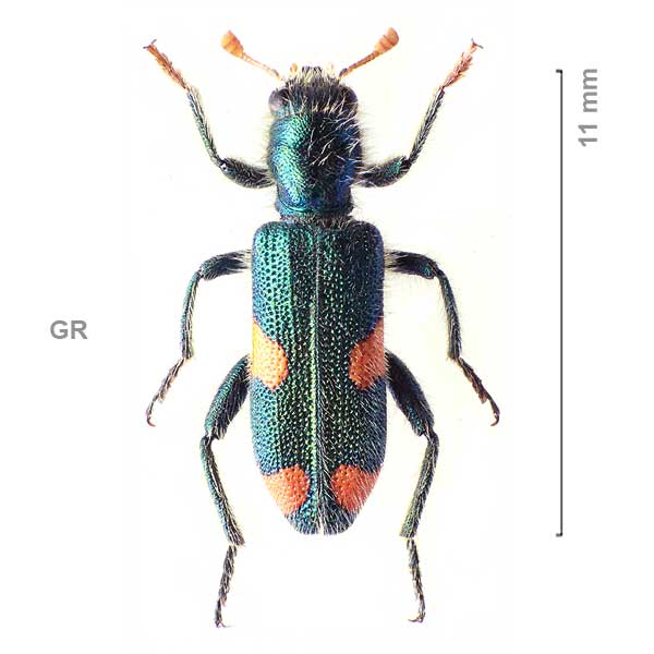 Trichodes quadriguttatus