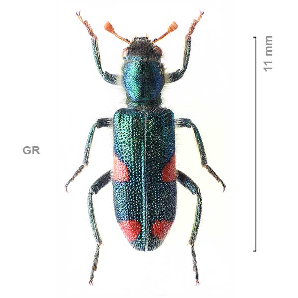 Trichodes quadriguttatus