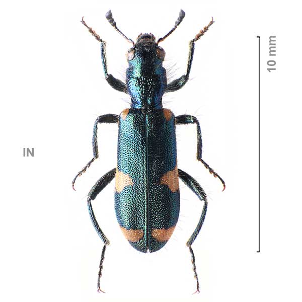 Trichodes sexpustulatus