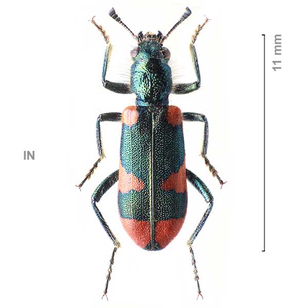 Trichodes sexpustulatus