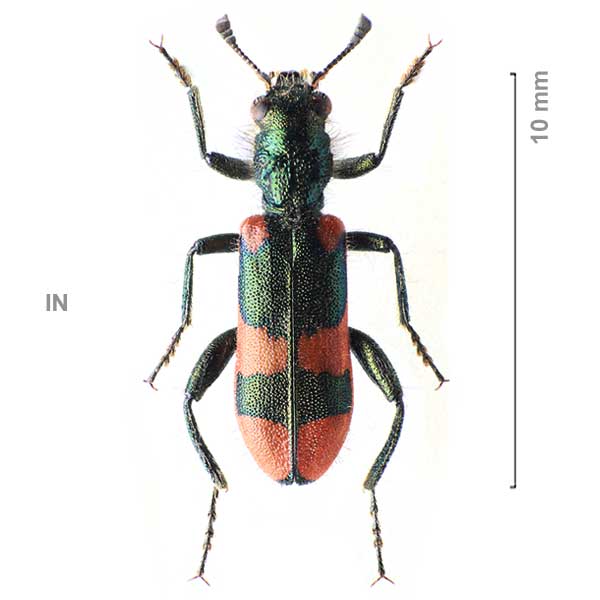 Trichodes sexpustulatus