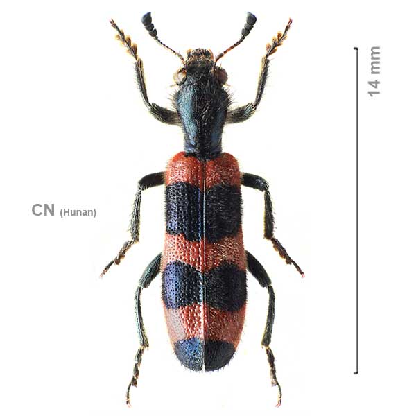 Trichodes sinae