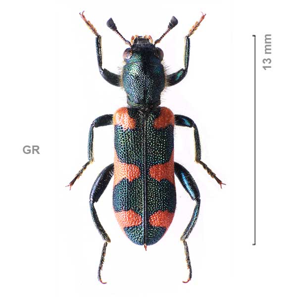Trichodes-sp-Greece03