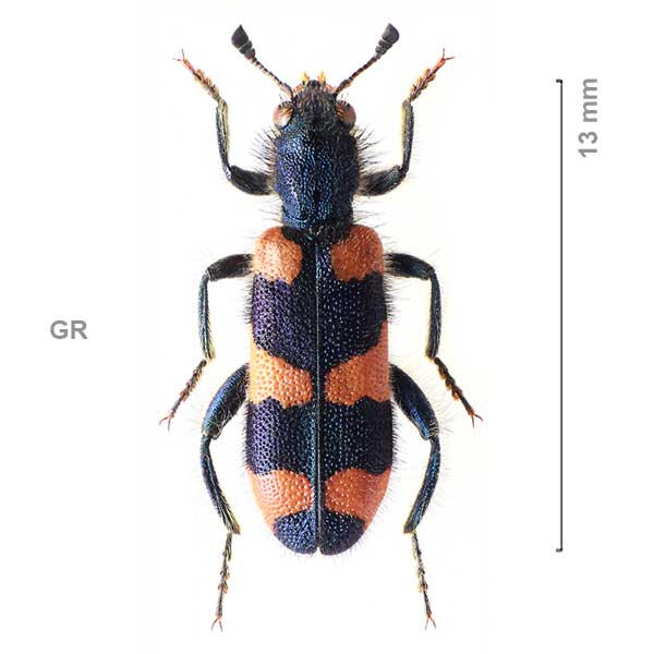 Trichodes-sp-Greece07