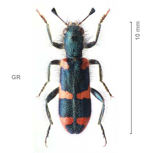 Trichodes-sp-Greece09