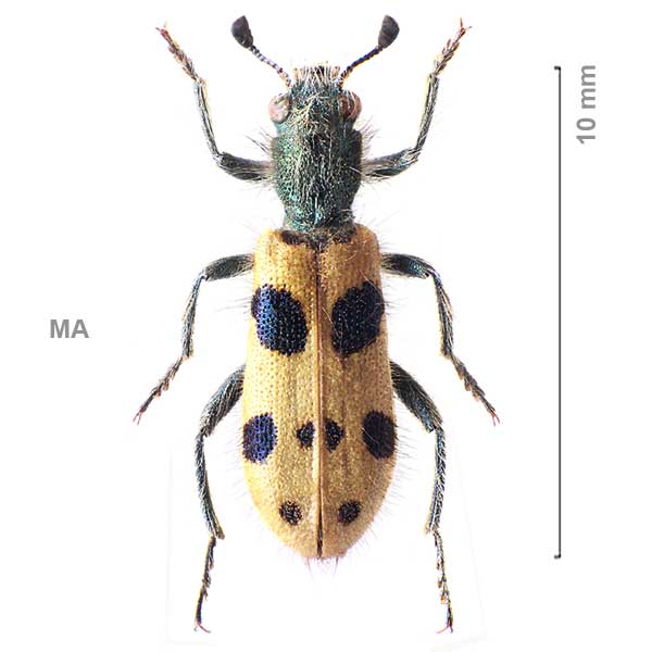 Trichodes-sp-Morocco1