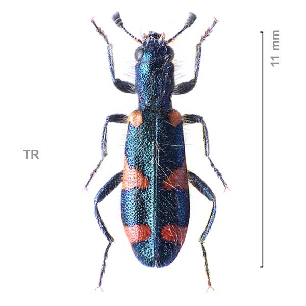 Trichodes suspectus