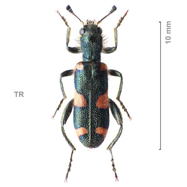 Trichodes suspectus