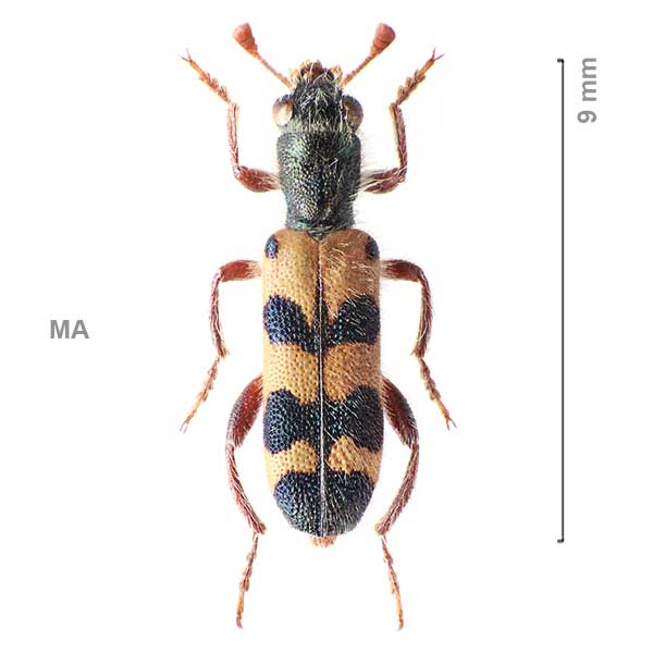 Trichodes zaharae