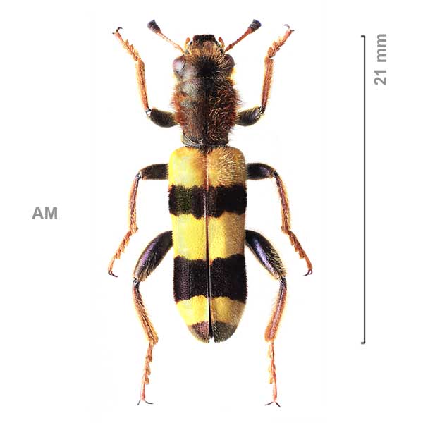 Trichodes zebra