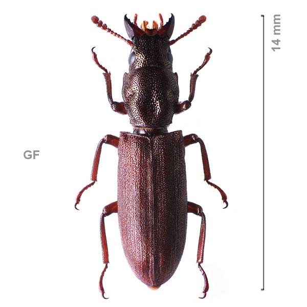Trogossitinae-g1-sp-Fr. Guyana1