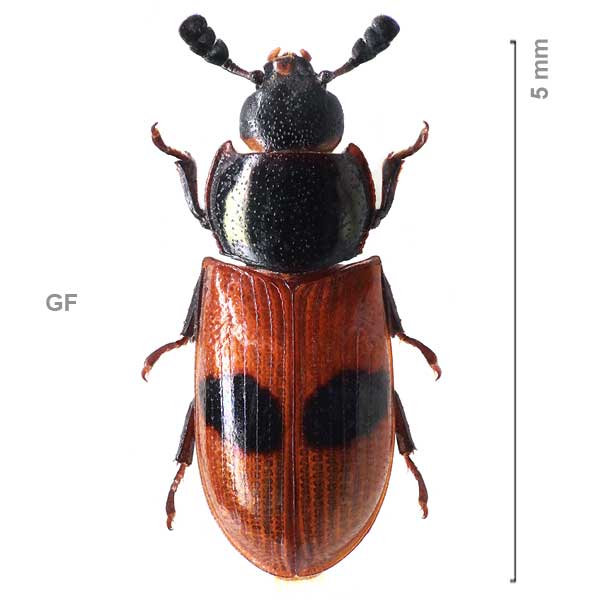 Trogossitinae-g3-sp-Fr. Guyana1