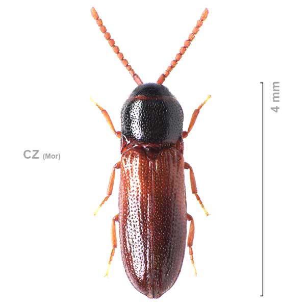 Xylophilus corticalis