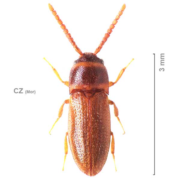 Xylophilus testaceus