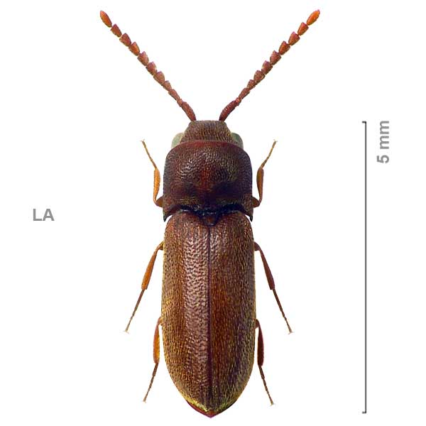 Xylophylinae-sp-Laos1